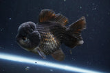 Short Body Thai Oranda  Black 4.5 Inch (ID#1004To14a-45) Free2Day SHIPPING