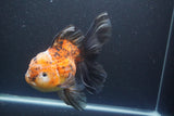 Giant Thai Oranda   Calico 7.5 Inch (ID#1008To10a-108)