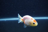 Baby Ranchu  Sakura 3 Inch (ID#1210R9c-51) Free2Day SHIPPING