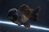 Short Body Thai Oranda  Black 4.5 Inch (ID#1004To14a-45) Free2Day SHIPPING