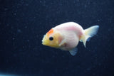 Baby Ranchu  Sakura 3 Inch (ID#1210R9c-51) Free2Day SHIPPING