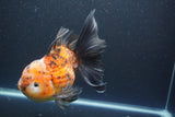 Giant Thai Oranda   Calico 7.5 Inch (ID#1008To10a-108)