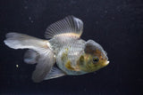 Thai Oranda  Panda 5.5 Inch (ID#924To2b-89) Free2Day SHIPPING