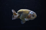 Ranchu  Lavender 3.5 Inch (ID#307R8c-61) Free2Day SHIPPING