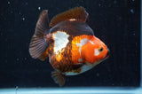 Ryukin  Tricolor 3.5 Inch (ID#408Ry1a-110) Free2Day SHIPPING