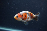 Juvenile Ranchu  Calico 3.5 Inch (ID#1224R9b-57) Free2Day SHIPPING