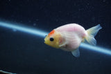 Baby Ranchu  Sakura 3 Inch (ID#1210R9c-51) Free2Day SHIPPING