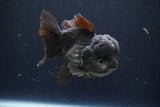 Short Body Thai Oranda  Black 4.5 Inch (ID#1004To14a-45) Free2Day SHIPPING