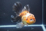 Giant Thai Oranda   Calico 7.5 Inch (ID#1008To10a-108)