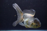 Thai Oranda  Panda 5.5 Inch (ID#924To2b-89) Free2Day SHIPPING