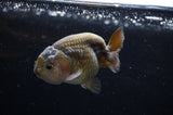 Ranchu  Lavender 3.5 Inch (ID#307R8c-61) Free2Day SHIPPING