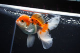 Juvenile Thai Oranda  Tricolor 4 Inch (ID#1112To13b-93) Free2Day SHIPPING