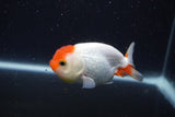 Juvenile Lionchu  Red White 3.5 Inch (ID#1231R11a-16) Free2Day SHIPPING