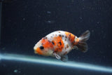 Juvenile Ranchu  Calico 3.5 Inch (ID#1224R9b-57) Free2Day SHIPPING