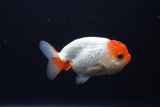 Juvenile Lionchu  Red White 3.5 Inch (ID#1231R11a-16) Free2Day SHIPPING