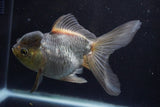 Thai Oranda  Panda 5.5 Inch (ID#924To2b-89) Free2Day SHIPPING