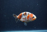 Juvenile Ranchu  Calico 3.5 Inch (ID#1224R9b-57) Free2Day SHIPPING