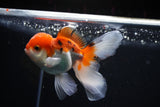 Juvenile Thai Oranda  Tricolor 4 Inch (ID#1112To13b-93) Free2Day SHIPPING