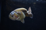 Ranchu  Lavender 3.5 Inch (ID#307R8c-61) Free2Day SHIPPING