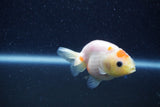 Baby Ranchu  Sakura 3 Inch (ID#1210R9c-51) Free2Day SHIPPING