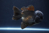 Short Body Thai Oranda  Black 4.5 Inch (ID#1004To14a-45) Free2Day SHIPPING