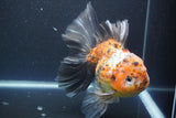 Giant Thai Oranda   Calico 7.5 Inch (ID#1008To10a-108)