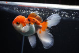 Juvenile Thai Oranda  Tricolor 4 Inch (ID#1112To13b-93) Free2Day SHIPPING