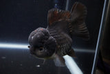 Short Body Thai Oranda  Black 4.5 Inch (ID#1004To14a-45) Free2Day SHIPPING