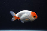 Juvenile Lionchu  Red White 3.5 Inch (ID#1231R11a-16) Free2Day SHIPPING