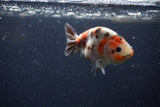 Juvenile Ranchu  Calico 3.5 Inch (ID#1224R9b-57) Free2Day SHIPPING