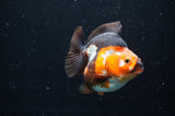 Ryukin  Tricolor 3.5 Inch (ID#408Ry1a-110) Free2Day SHIPPING