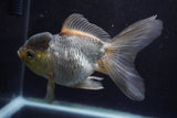 Thai Oranda  Panda 5.5 Inch (ID#924To2b-89) Free2Day SHIPPING