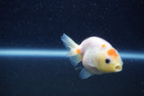 Baby Ranchu  Sakura 3 Inch (ID#1210R9c-51) Free2Day SHIPPING