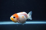 Baby Ranchu  Sakura 2.5 Inch (ID#1231R9c-21) Free2Day SHIPPING