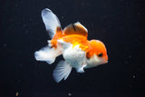 Juvenile Thai Oranda  Tricolor 4 Inch (ID#1112To13b-93) Free2Day SHIPPING