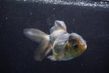 Thai Oranda  Panda 5.5 Inch (ID#924To2b-89) Free2Day SHIPPING