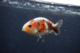 Juvenile Ranchu  Calico 3.5 Inch (ID#1224R9b-57) Free2Day SHIPPING