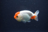 Juvenile Lionchu  Red White 3.5 Inch (ID#1231R11a-16) Free2Day SHIPPING