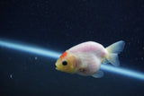 Baby Ranchu  Sakura 3 Inch (ID#1210R9c-51) Free2Day SHIPPING