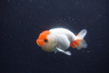 Juvenile Lionchu  Red White 3.5 Inch (ID#1231R11a-16) Free2Day SHIPPING