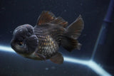 Short Body Thai Oranda  Black 4.5 Inch (ID#1004To14a-45) Free2Day SHIPPING