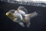 Thai Oranda  Panda 5.5 Inch (ID#924To2b-89) Free2Day SHIPPING