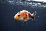 Juvenile Ranchu  Calico 3.5 Inch (ID#1224R9b-57) Free2Day SHIPPING