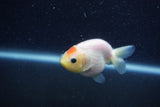 Baby Ranchu  Sakura 3 Inch (ID#1210R9c-51) Free2Day SHIPPING