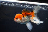 Juvenile Thai Oranda  Tricolor 4 Inch (ID#1112To13b-93) Free2Day SHIPPING