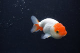 Juvenile Lionchu  Red White 3.5 Inch (ID#1231R11a-16) Free2Day SHIPPING