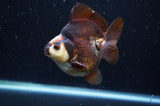 Ryukin  Tricolor 3.5 Inch (ID#408Ry1a-111) Free2Day SHIPPING