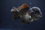 Short Body Thai Oranda  Black 4.5 Inch (ID#1004To14a-45) Free2Day SHIPPING