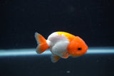 Baby Ranchu  Red White 2.5 Inch (ID#1231R9c-22) Free2Day SHIPPING