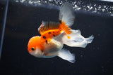 Juvenile Thai Oranda  Tricolor 4 Inch (ID#1112To13b-93) Free2Day SHIPPING